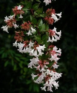Roots Plants Abelia Grandiflora