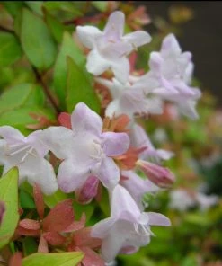 Roots Plants Abelia Sunshine Daydream