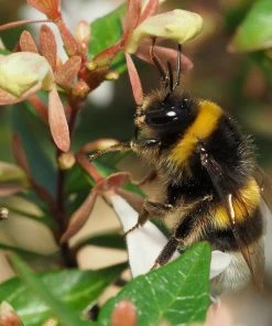 Roots Plants Abelia Sunshine Daydream