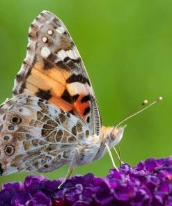 Roots Plants Buddleja Davidii Black Knight | Butterfly Bush All Shrubs 7 Roots Plants Buddleja Davidii Black Knight | Butterfly Bush All Shrubs