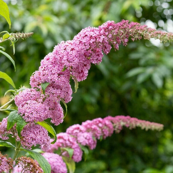 Roots Plants Buddleja Davidii Pink Delight | Butterfly Bush All Shrubs 3 Roots Plants Buddleja Davidii Pink Delight | Butterfly Bush All Shrubs