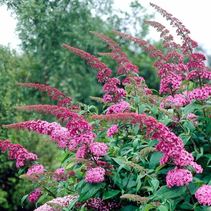 Roots Plants Buddleja Davidii Pink Delight | Butterfly Bush All Shrubs 4 Roots Plants Buddleja Davidii Pink Delight | Butterfly Bush All Shrubs
