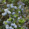 Roots Plants Ceanothus Thrysiflorus Repens 2 Roots Plants Ceanothus Thrysiflorus Repens