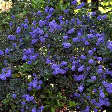 Roots Plants Ceanothus Thrysiflorus Repens 4 Roots Plants Ceanothus Thrysiflorus Repens