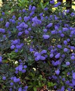 Roots Plants Ceanothus Best Evergreen Shrubs