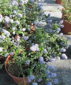 Roots Plants Ceanothus Thrysiflorus Repens 10 Roots Plants Ceanothus Thrysiflorus Repens