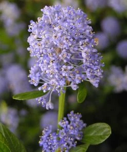 Roots Plants Ceanothus Thrysiflorus Repens 11 Roots Plants Ceanothus Thrysiflorus Repens