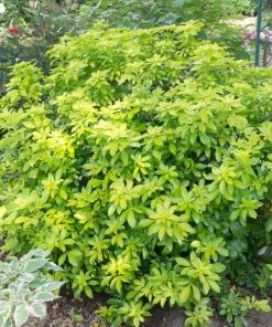 Roots Plants Mexican Orange Blossom 'Sundance' | Choisya Ternata All Shrubs