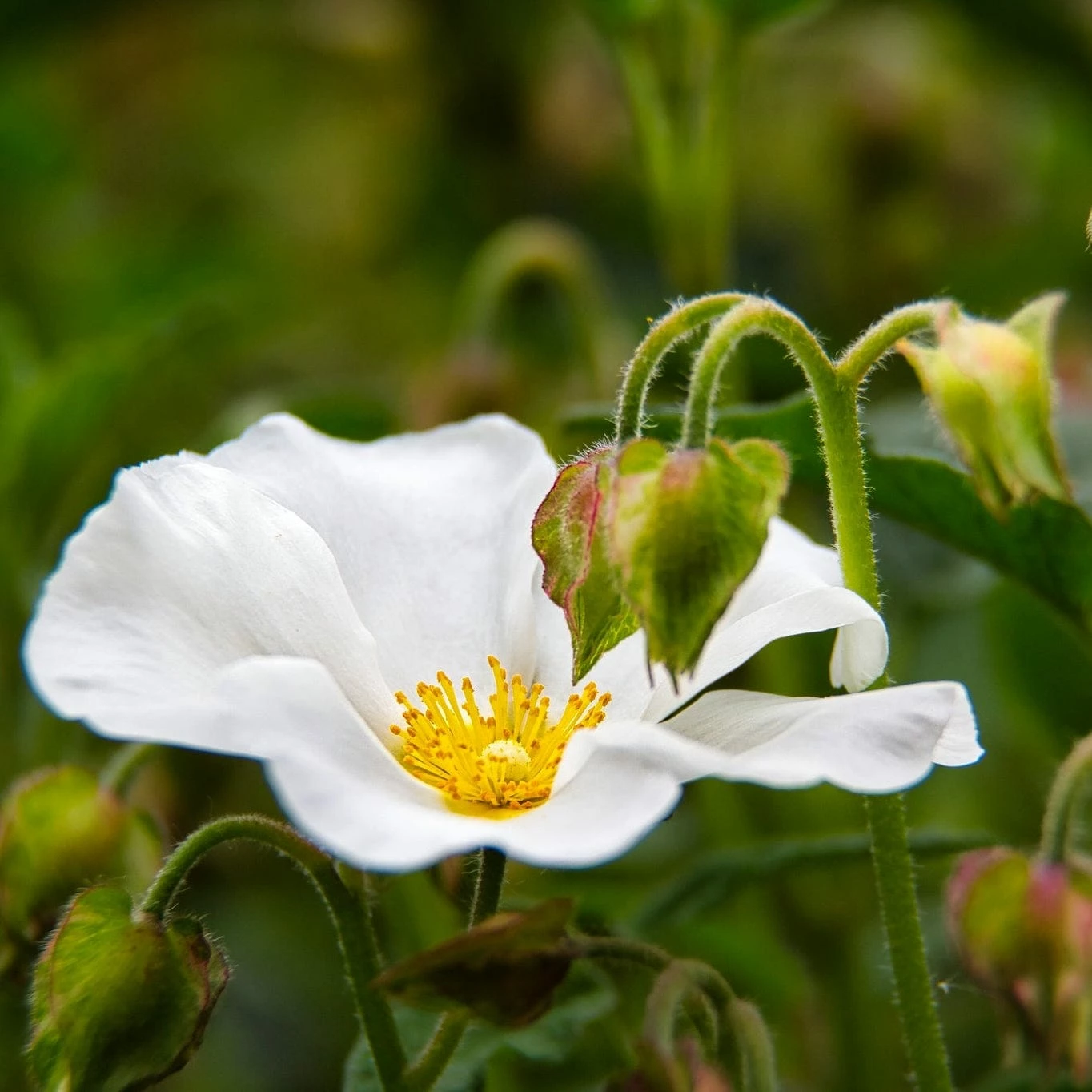 Roots Plants Cistus Corbariensis All Shrubs 4 Roots Plants Cistus Corbariensis All Shrubs