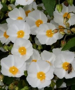 Roots Plants Cistus Corbariensis All Shrubs 8 Roots Plants Cistus Corbariensis All Shrubs