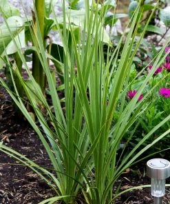 Roots Plants Cordyline Australis | New Zealand Palm