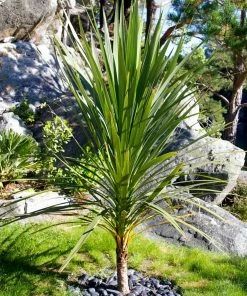 Roots Plants Cordyline Australis | New Zealand Palm
