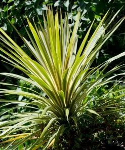 Roots Plants Cordyline Torbay Dazzler | New Zealand Palm