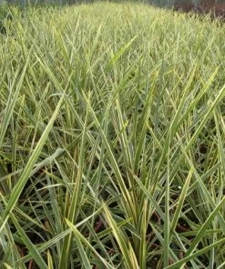 Roots Plants Cordyline Torbay Dazzler | New Zealand Palm