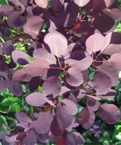 Roots Plants All Shrubs Cotinus Royal Purple | Smoke Tree