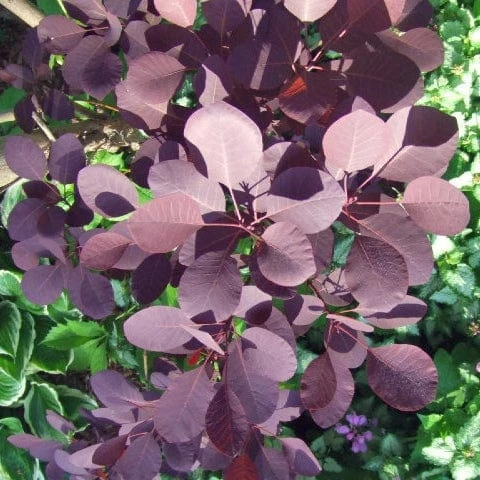 Roots Plants All Shrubs Cotinus Royal Purple | Smoke Tree 3 Roots Plants All Shrubs Cotinus Royal Purple | Smoke Tree