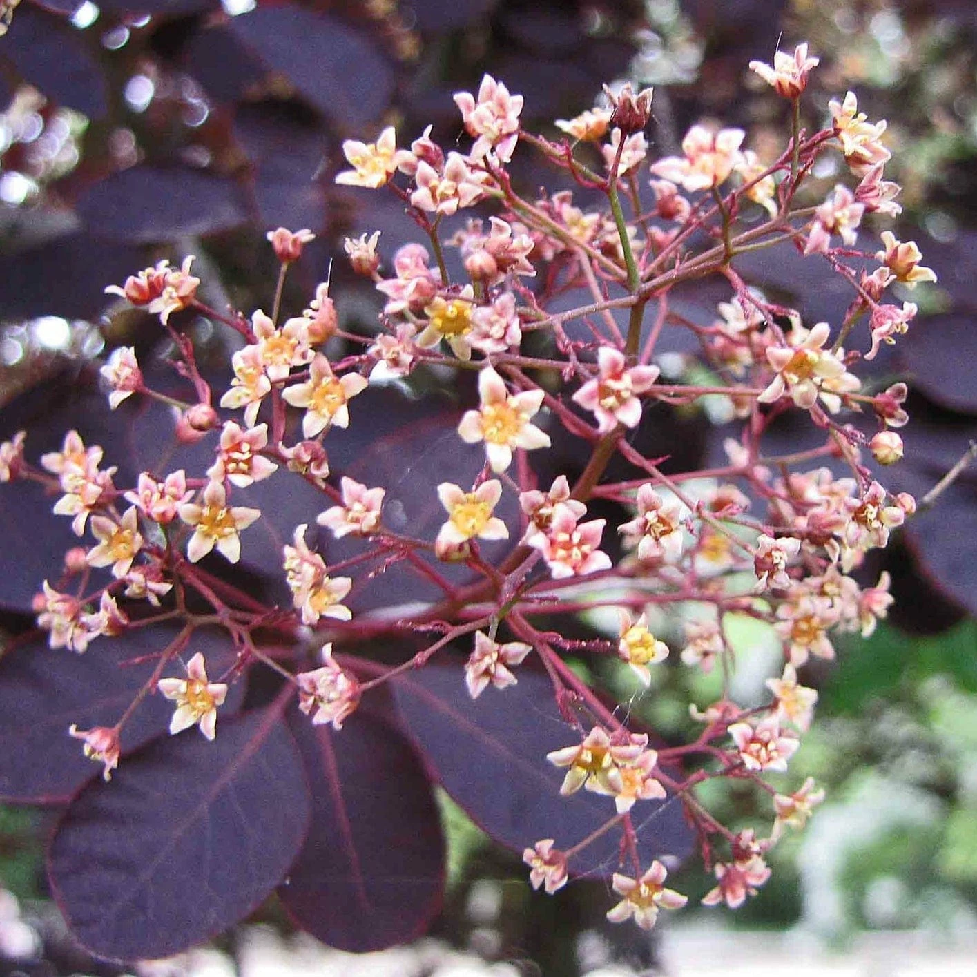 Roots Plants All Shrubs Cotinus Royal Purple | Smoke Tree 4 Roots Plants All Shrubs Cotinus Royal Purple | Smoke Tree