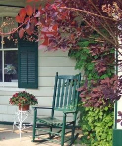 Roots Plants All Shrubs Cotinus Royal Purple | Smoke Tree 9 Roots Plants All Shrubs Cotinus Royal Purple | Smoke Tree