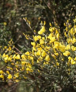 Roots Plants Cytisus Allgold