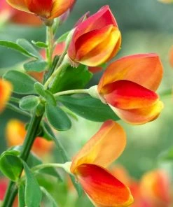 Roots Plants All Shrubs Cytisus Lena