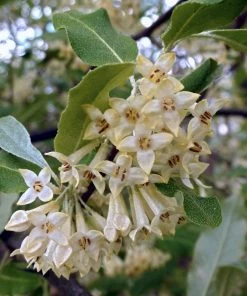 Roots Plants Oleaster Compacta | Elaeagnus Ebbingei Compacta