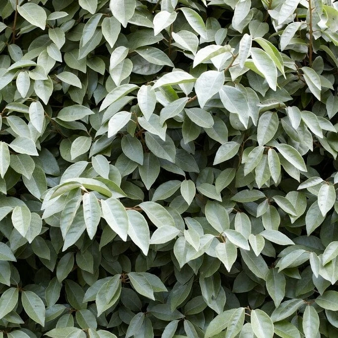 Roots Plants Best Flowering Evergreen Shrubs Hydrangea 5 Roots Plants Best Flowering Evergreen Shrubs Hydrangea