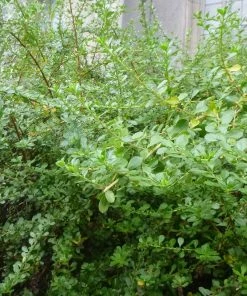 Roots Plants Escallonia Apple Blossom 7 Roots Plants Escallonia Apple Blossom