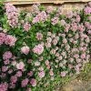 Roots Plants Escallonia Pink Elle 1 Roots Plants Escallonia Pink Elle