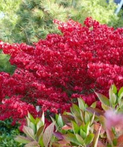 Roots Plants Euonymus Alatus Blade Runner