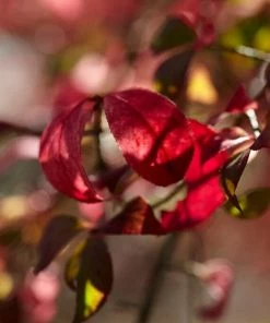 Roots Plants Euonymus Alatus Blade Runner