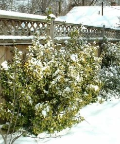 Roots Plants Euonymus Emerald 'n' Gold