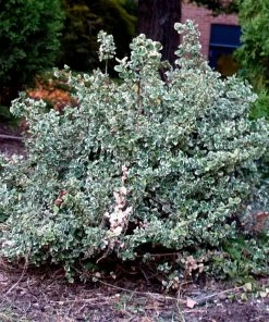 Roots Plants Euonymus Emerald Gaiety
