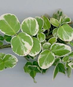 Roots Plants Euonymus Emerald Gaiety