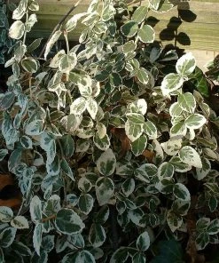 Roots Plants Euonymus Emerald Gaiety