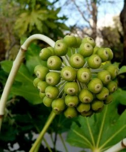 Roots Plants Fatsia Japonica