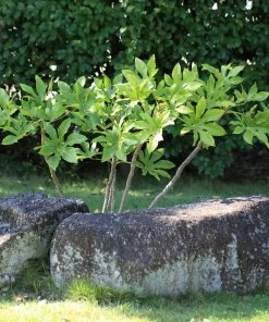 Roots Plants Fatsia Japonica