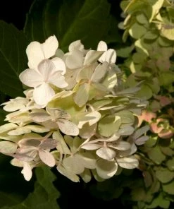 Roots Plants Hydrangea Macrophylla Madame Emile Mouillere