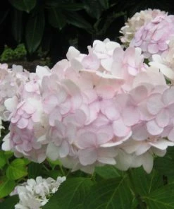 Roots Plants Hydrangea Macrophylla Madame Emile Mouillere