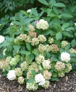 Roots Plants Hydrangea Macrophylla Madame Emile Mouillere