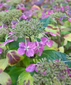 Roots Plants Hydrangea Macrophylla Mariesii Perfecta