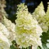 Roots Plants Hydrangea Paniculata Pinky Winky