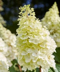 Roots Plants Hydrangea Best Shrubs For Shade 12 Roots Plants Hydrangea Best Shrubs For Shade