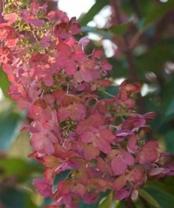 Roots Plants Hydrangea Paniculata Pinky Winky