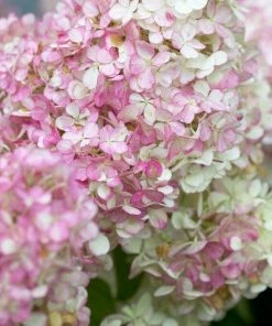 Roots Plants Hydrangea Paniculata Vanille Fraise