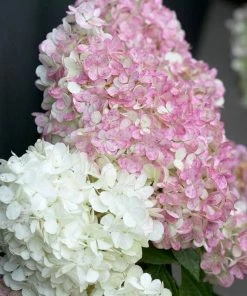 Roots Plants Hydrangea Paniculata Vanille Fraise
