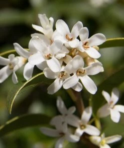 Roots Plants Hydrangea Best Shrubs For Shade 11 Roots Plants Hydrangea Best Shrubs For Shade