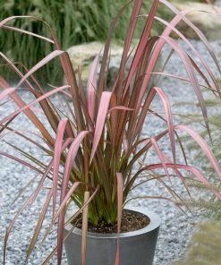 Roots Plants Phormium Evening Glow All Shrubs