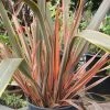 Roots Plants All Shrubs Phormium Sundowner 2 Roots Plants All Shrubs Phormium Sundowner