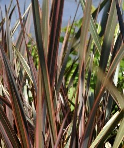 Roots Plants All Shrubs Phormium Sundowner 9 Roots Plants All Shrubs Phormium Sundowner