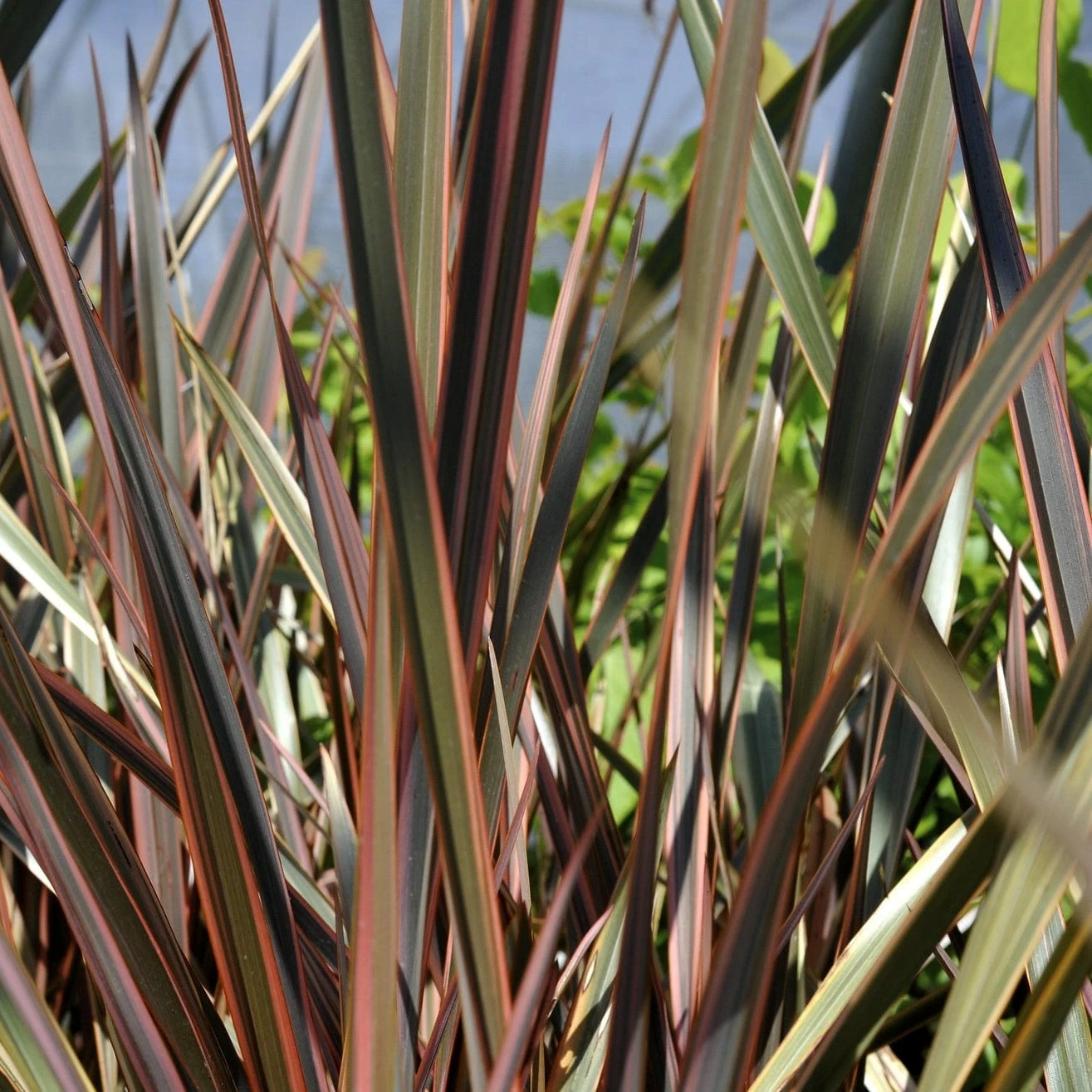 Roots Plants All Shrubs Phormium Sundowner 6 Roots Plants All Shrubs Phormium Sundowner